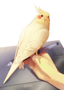 Rating: Safe Score: 0 Tags: ambiguous_gender avian beak bird cockatiel cockatoo disembodied_hand drawing_tablet duo e621 electronics era_(artist) feathered_crest feathers feet feral head_crest human mammal parakeet parrot perching solo_focus tablet tablet_pen talons toes true_parrot wacom User: bunchy7s