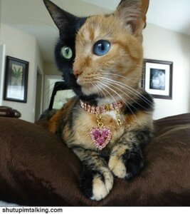 Rating: Safe Score: 0 Tags: black_body black_fur black_nose blue_eyes collar domestic_cat e621 felid feline felis female female_(lore) feral fur grandfathered_content green_eyes heart_symbol heterochromia inside jewelry looking_away lying mammal mottled multicolored_body multicolored_fur orange_body orange_fur photo piebald pink_nose real real_world solo text tortoiseshell_cat two_tone_nose unknown_artist url venus_(cat) whiskers white_body white_fur User: bunchy7s Rating: Safe Score: 0 Tags: black_body black_fur black_nose blue_eyes collar domestic_cat e621 felid feline felis female female_(lore) feral fur grandfathered_content green_eyes heart_symbol heterochromia inside jewelry looking_away lying mammal mottled multicolored_body multicolored_fur orange_body orange_fur photo piebald pink_nose real real_world solo text tortoiseshell_cat two_tone_nose unknown_artist url venus_(cat) whiskers white_body white_fur User: bunchy7s