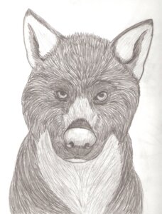 Rating: Safe Score: 0 Tags: ambiguous_gender canid canine canis e621 feral graphite_(artwork) greyscale jhwhitewolfy looking_at_viewer mammal monochrome simple_background solo traditional_media_(artwork) white_background wolf User: bunchy7s Rating: Safe Score: 0 Tags: ambiguous_gender canid canine canis e621 feral graphite_(artwork) greyscale jhwhitewolfy looking_at_viewer mammal monochrome simple_background solo traditional_media_(artwork) white_background wolf User: bunchy7s