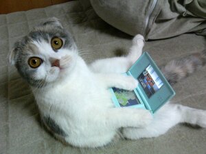 Rating: Safe Score: 0 Tags: ambiguous_gender calico_cat calico_pattern dilution domestic_cat dragon_quest dragon_quest_monsters e621 electronics felid feline felis feral fur game_console grandfathered_content grey_body grey_fur head_markings japanese japanese_text looking_at_viewer mammal markings mottled nintendo nintendo_ds nintendo_ds_family piebald real scottish_fold solo square_enix tabby_fur text unknown_artist white_body white_fur User: bunchy7s