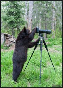 Rating: Safe Score: 0 Tags: ambiguous_gender bear camera dean_swartz detailed_background e621 feral forest grandfathered_content mammal nature outside plant real solo tree wood User: bunchy7s Rating: Safe Score: 0 Tags: ambiguous_gender bear camera dean_swartz detailed_background e621 feral forest grandfathered_content mammal nature outside plant real solo tree wood User: bunchy7s