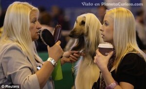 Rating: Safe Score: 0 Tags: beverage blonde_hair canid canine canis coffee domestic_dog e621 female feral food grandfathered_content group hair human humor long_hair low_res mammal real unknown_artist User: bunchy7s Rating: Safe Score: 0 Tags: beverage blonde_hair canid canine canis coffee domestic_dog e621 female feral food grandfathered_content group hair human humor long_hair low_res mammal real unknown_artist User: bunchy7s
