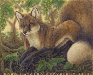 Rating: Safe Score: 0 Tags: 2010 ambiguous_gender canid canine dark_natasha detailed_background e621 feral food fox fruit fur grape hair mammal mullet nature nude outside plant red_fox signature solo tail true_fox User: bunchy7s Rating: Safe Score: 0 Tags: 2010 ambiguous_gender canid canine dark_natasha detailed_background e621 feral food fox fruit fur grape hair mammal mullet nature nude outside plant red_fox signature solo tail true_fox User: bunchy7s