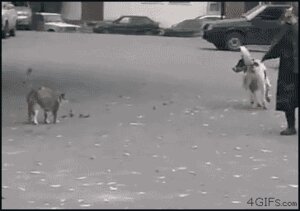 Rating: Safe Score: 0 Tags: ambiguous_gender angry animated animated_gif attack canid canine canis car digitigrade domestic_cat domestic_dog duo e621 felid feline felis female feral grandfathered_content humor low_res mammal oblivious outside plant quadruped real scared short_playtime shrub size_difference sneaking street tail teats text unknown_artist url vehicle User: bunchy7s Rating: Safe Score: 0 Tags: ambiguous_gender angry animated animated_gif attack canid canine canis car digitigrade domestic_cat domestic_dog duo e621 felid feline felis female feral grandfathered_content humor low_res mammal oblivious outside plant quadruped real scared short_playtime shrub size_difference sneaking street tail teats text unknown_artist url vehicle User: bunchy7s