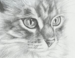 Rating: Safe Score: 0 Tags: ambiguous_gender ddrkonamix655 domestic_cat e621 felid feline felis feral fur greyscale mammal monochrome pupils sketch slit_pupils solo whiskers User: bunchy7s Rating: Safe Score: 0 Tags: ambiguous_gender ddrkonamix655 domestic_cat e621 felid feline felis feral fur greyscale mammal monochrome pupils sketch slit_pupils solo whiskers User: bunchy7s