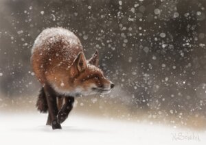 Rating: Safe Score: 0 Tags: ambiguous_gender canid canine e621 feral fog fox mammal outside pechschwinge photorealism prowling realistic simple_background snow snowing solo speedpainting walking yellow_eyes User: bunchy7s