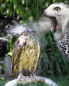 Rating: Safe Score: 0 Tags: ambiguous_gender avian beak bird breath_powers duo e621 eared_owl elemental_manipulation feathers feral grandfathered_content horned_owl humor long-eared_owl orange_eyes owl real snowy_owl third-party_edit true_owl unimpressed unknown_artist water water_breathing water_manipulation wet what yellow_eyes User: bunchy7s