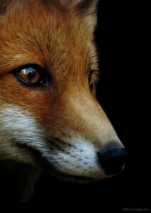 Rating: Safe Score: 0 Tags: 2010 ambiguous_gender black_background black_lips black_nose building canid canine culpeofox e621 feral fox grandfathered_content headshot_portrait house lips long_mouth mammal no_sclera orange_eyes photography_(artwork) portrait pupils real red_fox reflection simple_background sky slit_pupils snout solo true_fox whiskers User: bunchy7s Rating: Safe Score: 0 Tags: 2010 ambiguous_gender black_background black_lips black_nose building canid canine culpeofox e621 feral fox grandfathered_content headshot_portrait house lips long_mouth mammal no_sclera orange_eyes photography_(artwork) portrait pupils real red_fox reflection simple_background sky slit_pupils snout solo true_fox whiskers User: bunchy7s