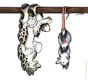 Rating: Safe Score: 0 Tags: 2007 american_opossum blue_eyes conditional_dnp dangling duo e621 felid female feral hanging_by_tail humor low_res mammal marsupial mother_(lore) pantherine parent_(lore) raised_tail rape_face snow_leopard tail tani_da_real upside_down virginia_opossum young young_feral User: bunchy7s Rating: Safe Score: 0 Tags: 2007 american_opossum blue_eyes conditional_dnp dangling duo e621 felid female feral hanging_by_tail humor low_res mammal marsupial mother_(lore) pantherine parent_(lore) raised_tail rape_face snow_leopard tail tani_da_real upside_down virginia_opossum young young_feral User: bunchy7s