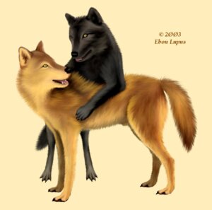 Rating: Explicit Score: 0 Tags: 2003 abstract_background ambiguous_gender anatomically_correct anatomically_correct_genitalia animal_genitalia barely_visible_genitalia barely_visible_sheath black_body black_fur canid canine canis copyright_symbol digital_media_(artwork) duo e621 ebon_lupus english_text feral fully_sheathed fur genitals hug male mammal open_mouth paws sheath simple_background symbol tail tan_body tan_fur teeth teeth_showing text tongue wolf yellow_background User: bunchy7s Rating: Explicit Score: 0 Tags: 2003 abstract_background ambiguous_gender anatomically_correct anatomically_correct_genitalia animal_genitalia barely_visible_genitalia barely_visible_sheath black_body black_fur canid canine canis copyright_symbol digital_media_(artwork) duo e621 ebon_lupus english_text feral fully_sheathed fur genitals hug male mammal open_mouth paws sheath simple_background symbol tail tan_body tan_fur teeth teeth_showing text tongue wolf yellow_background User: bunchy7s