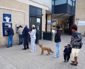 Rating: Safe Score: 0 Tags: atm brown_body brown_fur brown_skin canid canine child e621 female feral fox fur grandfathered_content group human male mammal martin_usborne orange_body orange_fur photography_(artwork) real taxidermy young young_human young_male User: bunchy7s