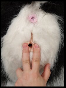 Rating: Explicit Score: 0 Tags: 3:4 5_fingers anus bestiality black_body black_fur butt creepy disembodied_hand duo e621 female feral fingernails fingers fur genitals grandfathered_content human human_on_feral humanoid_genitalia humanoid_hands humanoid_vulva interspecies light_anus light_body light_pussy light_skin mammal mephitid multicolored_body multicolored_fur nails pink_anus plushie plushophilia real sex_toy skunk spread_vulva spreading tan_body tan_fingernails tan_nails tan_skin two_tone_body two_tone_fur unavailable_at_source vulva what what_has_science_done white_body white_fur white_vulva willowfox User: bunchy7s