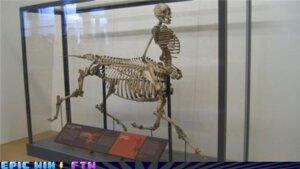Rating: Safe Score: 0 Tags: ambiguous_gender bone centaur e621 equid equid_taur european_mythology grandfathered_content greek_mythology humanoid_taur low_res mammal mammal_taur mythology photography_(artwork) real skeleton skull solo taur unknown_artist what User: bunchy7s Rating: Safe Score: 0 Tags: ambiguous_gender bone centaur e621 equid equid_taur european_mythology grandfathered_content greek_mythology humanoid_taur low_res mammal mammal_taur mythology photography_(artwork) real skeleton skull solo taur unknown_artist what User: bunchy7s