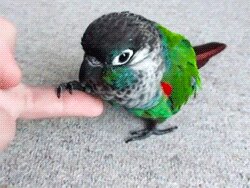 Rating: Safe Score: 0 Tags: ambiguous_gender animated animated_gif avian beady_eyes beak bird black_eyes claws duo e621 feathers feral fingers grandfathered_content green-cheeked_conure green_body green_feathers grey_beak grey_head human low_res mammal neotropical_parrot parakeet parrot real short_playtime simple_background size_difference solo_focus thumbnail true_parrot unknown_artist User: bunchy7s Rating: Safe Score: 0 Tags: ambiguous_gender animated animated_gif avian beady_eyes beak bird black_eyes claws duo e621 feathers feral fingers grandfathered_content green-cheeked_conure green_body green_feathers grey_beak grey_head human low_res mammal neotropical_parrot parakeet parrot real short_playtime simple_background size_difference solo_focus thumbnail true_parrot unknown_artist User: bunchy7s