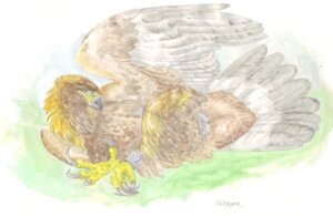Rating: Explicit Score: 0 Tags: 2011 accipitrid accipitriform animal_genitalia avian bird claws cloaca e621 eagle feathered_wings feathers feet female feral genitals golden_eagle hindpaw outside paws solo talons toes true_eagle windpaw wings User: bunchy7s Rating: Explicit Score: 0 Tags: 2011 accipitrid accipitriform animal_genitalia avian bird claws cloaca e621 eagle feathered_wings feathers feet female feral genitals golden_eagle hindpaw outside paws solo talons toes true_eagle windpaw wings User: bunchy7s