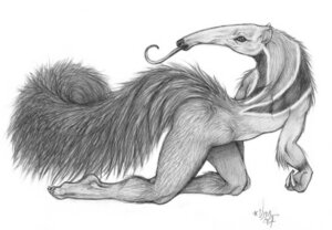 Rating: Questionable Score: 0 Tags: 2007 all_fours ambiguous_gender anteater anthro claws e621 giant_anteater graphite_(artwork) greyscale long_snout long_tongue looking_back mammal monochrome nude pilosan snout solo tail tongue tongue_out traditional_media_(artwork) turning vera_(artist) xenarthran User: bunchy7s Rating: Questionable Score: 0 Tags: 2007 all_fours ambiguous_gender anteater anthro claws e621 giant_anteater graphite_(artwork) greyscale long_snout long_tongue looking_back mammal monochrome nude pilosan snout solo tail tongue tongue_out traditional_media_(artwork) turning vera_(artist) xenarthran User: bunchy7s
