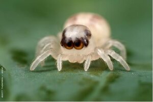 Rating: Safe Score: 0 Tags: 3:2 ambiguous_gender arachnid araneomorph arthropod cc-by-nc-nd chelicerae creative_commons e621 feral grandfathered_content jackknife_chelicerae jumping_spider leaf macrojunkie pedipalps photography_(artwork) real solo spider young User: bunchy7s Rating: Safe Score: 0 Tags: 3:2 ambiguous_gender arachnid araneomorph arthropod cc-by-nc-nd chelicerae creative_commons e621 feral grandfathered_content jackknife_chelicerae jumping_spider leaf macrojunkie pedipalps photography_(artwork) real solo spider young User: bunchy7s