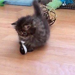 Rating: Safe Score: 0 Tags: 1:1 2012 ambiguous_gender animated animated_gif avian bird domestic_cat e621 felid feline felis feral fluffy grandfathered_content loop low_res male mammal meme neonate penguin playing real short_playtime solo thumbnail toy unknown_artist young young_feral young_male User: bunchy7s Rating: Safe Score: 0 Tags: 1:1 2012 ambiguous_gender animated animated_gif avian bird domestic_cat e621 felid feline felis feral fluffy grandfathered_content loop low_res male mammal meme neonate penguin playing real short_playtime solo thumbnail toy unknown_artist young young_feral young_male User: bunchy7s