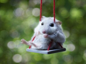 Rating: Safe Score: 0 Tags: 4:3 ambiguous_gender black_eyes cricetid e621 feral fur grandfathered_content hamster mammal photo real rodent solo swing unknown_artist white_body white_fur yarn User: bunchy7s