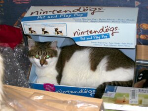 Rating: Safe Score: 0 Tags: ambiguous_gender box bubble_wrap container domestic_cat domestic_pet e621 felid feline felis feral fur glowing glowing_eyes grandfathered_content humor in_box in_container irony jidane looking_at_viewer lying mammal meme mindfuck multicolored_body multicolored_fur nintendo nintendogs photo real solo tail text ticked_tabby what whiskers why User: bunchy7s