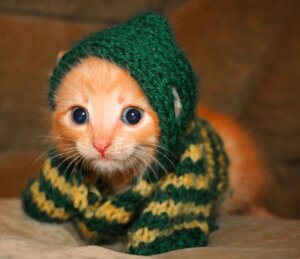 Rating: Safe Score: 0 Tags: blue_eyes clothing cosplay domestic_cat e621 felid feline felis feral grandfathered_content green_clothing green_headwear headgear headwear knitting link looking_at_viewer male mammal nintendo solo the_legend_of_zelda unknown_artist young young_feral young_male User: bunchy7s Rating: Safe Score: 0 Tags: blue_eyes clothing cosplay domestic_cat e621 felid feline felis feral grandfathered_content green_clothing green_headwear headgear headwear knitting link looking_at_viewer male mammal nintendo solo the_legend_of_zelda unknown_artist young young_feral young_male User: bunchy7s