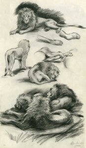 Rating: Safe Score: 0 Tags: 1940 20th_century ancient_art clair_weeks detailed e621 felid feral greyscale group hi_res lion male mammal monochrome multiple_poses nude pantherine pose quadruped realistic realistic_feral signature sketch sleeping solo tail text User: bunchy7s Rating: Safe Score: 0 Tags: 1940 20th_century ancient_art clair_weeks detailed e621 felid feral greyscale group hi_res lion male mammal monochrome multiple_poses nude pantherine pose quadruped realistic realistic_feral signature sketch sleeping solo tail text User: bunchy7s