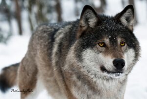 Rating: Safe Score: 0 Tags: ambiguous_gender canid canine canis e621 feral fur grandfathered_content grey_body grey_fur mammal outside photography_(artwork) picturebypali quadruped real snow solo tail wolf yellow_eyes User: bunchy7s Rating: Safe Score: 0 Tags: ambiguous_gender canid canine canis e621 feral fur grandfathered_content grey_body grey_fur mammal outside photography_(artwork) picturebypali quadruped real snow solo tail wolf yellow_eyes User: bunchy7s