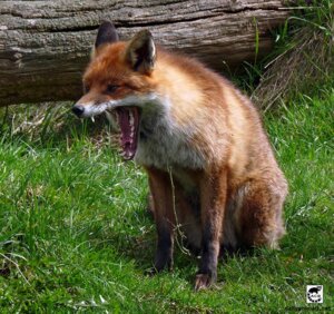 Rating: Safe Score: 0 Tags: ambiguous_gender black_body black_fur black_lips black_nose canid canine claws day digitigrade e621 fangs feet feral fox fur grandfathered_content grass hindpaw inner_ear_fluff lips long_mouth mammal no_sclera open_mouth orange_body orange_eyes orange_fur outside paws photography_(artwork) plant real red_fox sitting snout solo teeth tongue true_fox tuft unknown_artist whiskers white_body white_claws white_fur wood yawn User: bunchy7s Rating: Safe Score: 0 Tags: ambiguous_gender black_body black_fur black_lips black_nose canid canine claws day digitigrade e621 fangs feet feral fox fur grandfathered_content grass hindpaw inner_ear_fluff lips long_mouth mammal no_sclera open_mouth orange_body orange_eyes orange_fur outside paws photography_(artwork) plant real red_fox sitting snout solo teeth tongue true_fox tuft unknown_artist whiskers white_body white_claws white_fur wood yawn User: bunchy7s