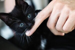 Rating: Safe Score: 0 Tags: ambiguous_gender bite black_body black_fur duo e621 felid feral fur grandfathered_content green_eyes human looking_at_viewer mammal nom photo photography_(artwork) real solo_focus unknown_artist User: bunchy7s Rating: Safe Score: 0 Tags: ambiguous_gender bite black_body black_fur duo e621 felid feral fur grandfathered_content green_eyes human looking_at_viewer mammal nom photo photography_(artwork) real solo_focus unknown_artist User: bunchy7s