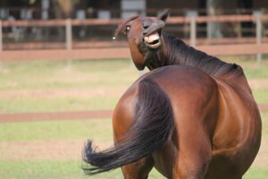 Rating: Safe Score: 0 Tags: ambiguous_gender brown_body depth_of_field derp_eyes e621 equid equine feral grandfathered_content grass horse looking_back mammal open_mouth outside plant real solo standing tail teeth tongue tongue_out unknown_artist User: bunchy7s Rating: Safe Score: 0 Tags: ambiguous_gender brown_body depth_of_field derp_eyes e621 equid equine feral grandfathered_content grass horse looking_back mammal open_mouth outside plant real solo standing tail teeth tongue tongue_out unknown_artist User: bunchy7s