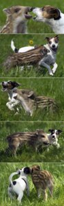 Rating: Explicit Score: 0 Tags: ambiguous_gender anus basic_sequence canid canine canis derp_eyes domestic_dog domestic_pig duo e621 feral five_frame_image five_frame_sequence grandfathered_content happy hi_res linear_sequence mammal quadruped real sequence suid suine sus_(pig) tail unknown_artist User: bunchy7s