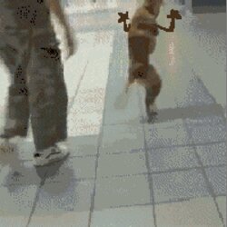 Rating: Safe Score: 0 Tags: 1:1 ambiguous_gender amputee animated animated_gif canid canine canis compression_artifacts disability domestic_dog e621 feral grandfathered_content happy human jazz_hands low_res mammal meme real short_playtime solo third-party_edit thumbnail unknown_artist walking what why User: bunchy7s Rating: Safe Score: 0 Tags: 1:1 ambiguous_gender amputee animated animated_gif canid canine canis compression_artifacts disability domestic_dog e621 feral grandfathered_content happy human jazz_hands low_res mammal meme real short_playtime solo third-party_edit thumbnail unknown_artist walking what why User: bunchy7s