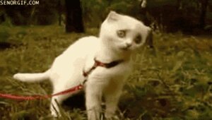 Rating: Safe Score: 0 Tags: ambiguous_gender animated animated_gif e621 eating felid feral grandfathered_content grass leash low_res mammal plant quadruped reaction_image real short_playtime solo tail unknown_artist what User: bunchy7s