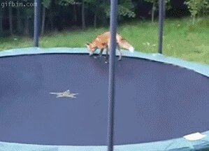 Rating: Safe Score: 0 Tags: ambiguous_gender animated animated_gif canid canine duo e621 feral fox grandfathered_content grass jumping low_res mammal outside photography_(artwork) plant real short_playtime trampoline unknown_artist User: bunchy7s Rating: Safe Score: 0 Tags: ambiguous_gender animated animated_gif canid canine duo e621 feral fox grandfathered_content grass jumping low_res mammal outside photography_(artwork) plant real short_playtime trampoline unknown_artist User: bunchy7s