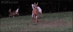 Rating: Safe Score: 0 Tags: ambiguous_gender animated animated_gif deer domestic_cat e621 felid feline felis female feral grandfathered_content group humor low_res mammal real scared short_playtime unknown_artist User: bunchy7s Rating: Safe Score: 0 Tags: ambiguous_gender animated animated_gif deer domestic_cat e621 felid feline felis female feral grandfathered_content group humor low_res mammal real scared short_playtime unknown_artist User: bunchy7s