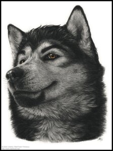 Rating: Safe Score: 0 Tags: 2005 anthro canid canine canis detailed e621 fur headshot_portrait kannos male mammal photorealism portrait realistic simple_background solo spot_color whiskers white_background wolf User: bunchy7s