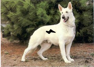 Rating: Safe Score: 0 Tags: bolt_(bolt) bolt_(film) canid canine canis chain collar disney domestic_dog e621 fail feral fur german_shepherd grandfathered_content herding_dog male mammal outside paint pastoral_dog photography_(artwork) pose real solo third-party_edit tongue tongue_out unavailable_at_source unknown_artist white_body white_fur User: bunchy7s