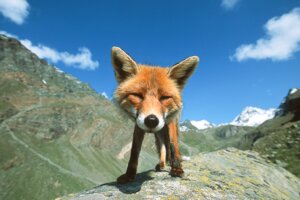 Rating: Safe Score: 0 Tags: 2007 ambiguous_feral ambiguous_gender black_nose blue_sky canid canine cloud colored day detailed_background e621 feral fox fur grandfathered_content light lighting mammal mountain multicolored_body multicolored_fur nature nude_ambiguous orange_body orange_fur outside paws perspective photography_(artwork) real red_fox sky solo standing stefano_unterthiner true_fox User: bunchy7s