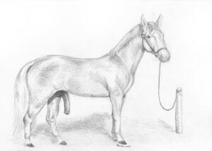 Rating: Explicit Score: 0 Tags: animal_genitalia animal_penis bridle e621 equid equine equine_genitalia equine_penis erection feral foxia genitals greyscale half-erect horse male mammal monochrome nude penis post quadruped solo tail User: bunchy7s Rating: Explicit Score: 0 Tags: animal_genitalia animal_penis bridle e621 equid equine equine_genitalia equine_penis erection feral foxia genitals greyscale half-erect horse male mammal monochrome nude penis post quadruped solo tail User: bunchy7s
