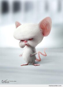 Rating: Safe Score: 0 Tags: albino e621 feral fur house_mouse male mammal mouse murid murine photo_manipulation photorealism pinky_and_the_brain real realistic red_eyes rodent solo subsurface_scattering tail text the_brain third-party_edit unknown_artist url warner_brothers what_has_science_done white_body white_fur User: bunchy7s