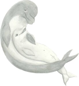 Rating: Explicit Score: 0 Tags: aquatic cetacean cuddling dolphin duo e621 female feral genitals greyscale male male/female mammal monochrome oceanic_dolphin sketch toothed_whale tucuxi_(artist) vulva User: bunchy7s