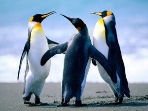 Rating: Safe Score: 0 Tags: 4:3 ambiguous_gender avian beach beak bird detailed_background e621 feral grandfathered_content great_penguin group king_penguin outside penguin real sand seaside sky unknown_artist wallpaper water wings User: bunchy7s Rating: Safe Score: 0 Tags: 4:3 ambiguous_gender avian beach beak bird detailed_background e621 feral grandfathered_content great_penguin group king_penguin outside penguin real sand seaside sky unknown_artist wallpaper water wings User: bunchy7s