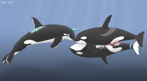 Rating: Explicit Score: 0 Tags: 2010 anal anal_penetration animal_genitalia animal_penis anus aquatic bodily_fluids cetacean cetacean_genitalia cetacean_penis countershading cum cum_in_ass cum_inside cum_while_penetrated cumshot dolphin e621 ejaculation erection female feral fully/fully_submerged fully_submerged genital_fluids genitals group hands-free horn male male/male male_penetrated male_penetrating male_penetrating_male mammal oceanic_dolphin orca orgasm penetration penis sex sex_in_water tapering_penis tasuric toothed_whale underwater underwater_sex water User: bunchy7s
