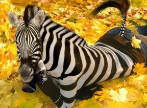 Rating: Safe Score: 0 Tags: 2012 arm_support autumn blouse bottomwear clothing e621 equid equine eyelashes female grandfathered_content hand_on_chin hooves leaf leaning_on_elbow looking_at_viewer lying mammal on_front pants photo_manipulation photomorph real realistic shopped solo stripes tail tail_tuft third-party_edit topwear transformation tuft unknown_artist zebra User: bunchy7s