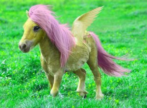 Rating: Safe Score: 0 Tags: e621 equid equine eruanna feathered_wings feathers female feral fluttershy_(mlp) friendship_is_magic hasbro mammal my_little_pony mythological_creature mythological_equine mythology pegasus quadruped real solo tail wings yellow_body yellow_feathers User: bunchy7s