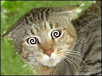 Rating: Safe Score: 0 Tags: ambiguous_gender animated animated_gif domestic_cat e621 felid feline felis feral grandfathered_content grass hypnocat hypnosis lol_comments loop low_res mammal mind_control plant real shopped short_playtime solo spiral spiral_eyes third-party_edit thumbnail unknown_artist whiskers User: bunchy7s Rating: Safe Score: 0 Tags: ambiguous_gender animated animated_gif domestic_cat e621 felid feline felis feral grandfathered_content grass hypnocat hypnosis lol_comments loop low_res mammal mind_control plant real shopped short_playtime solo spiral spiral_eyes third-party_edit thumbnail unknown_artist whiskers User: bunchy7s