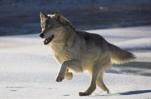 Rating: Safe Score: 0 Tags: ambiguous_gender canid canine canis e621 feral fur grandfathered_content grey_body grey_fur mammal northwestern_wolf outside quadruped real running snow solo tail unknown_artist wolf User: bunchy7s Rating: Safe Score: 0 Tags: ambiguous_gender canid canine canis e621 feral fur grandfathered_content grey_body grey_fur mammal northwestern_wolf outside quadruped real running snow solo tail unknown_artist wolf User: bunchy7s