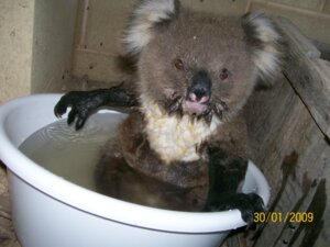 Rating: Safe Score: 0 Tags: 2009 4:3 ambiguous_gender bath bathtub dated e621 feral fully_submerged_legs grandfathered_content koala looking_at_viewer mammal marsupial partially_submerged real solo submerged_legs unknown_artist vombatiform water wet year User: bunchy7s Rating: Safe Score: 0 Tags: 2009 4:3 ambiguous_gender bath bathtub dated e621 feral fully_submerged_legs grandfathered_content koala looking_at_viewer mammal marsupial partially_submerged real solo submerged_legs unknown_artist vombatiform water wet year User: bunchy7s