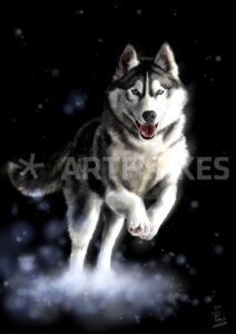 Rating: Safe Score: 0 Tags: 2009 ambiguous_gender bubumo canid canine canis detailed digitigrade distracting_watermark domestic_dog e621 feral husky mammal nordic_sled_dog photorealism quadruped realistic simple_background solo spitz tail watermark User: bunchy7s
