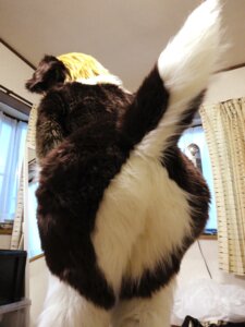 Rating: Questionable Score: 0 Tags: 3:4 anthro biped bodysuit butt canid canine canis clothed clothing costume crossdressing curtains dog_tail domestic_dog e621 femboy fur fursuit grandfathered_content hair low-angle_view male mammal marie_(tetetor-oort) photography_(artwork) presenting real skinsuit solo standing tetetor-oort tight_clothing User: bunchy7s
